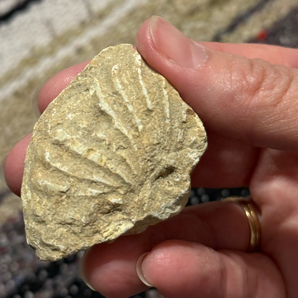 Natural Fossil Rock